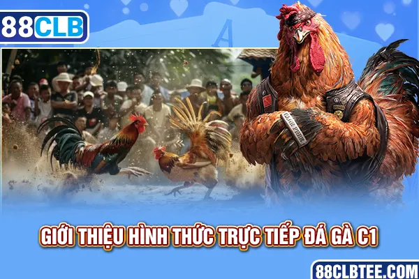 Giới thiệu hình thức trực tiếp đá gà C1