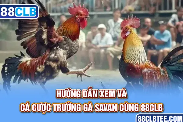 Hướng dẫn xem và cá cược trường gà Savan cùng 88clb