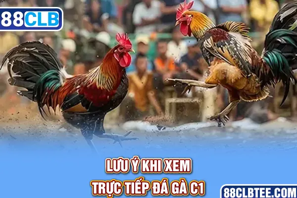 Lưu ý khi xem trực tiếp đá gà C1