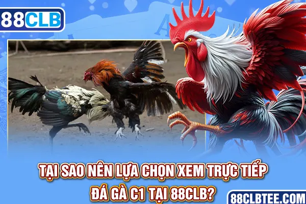 Tại sao nên lựa chọn xem trực tiếp đá gà C1 tại 88clb?