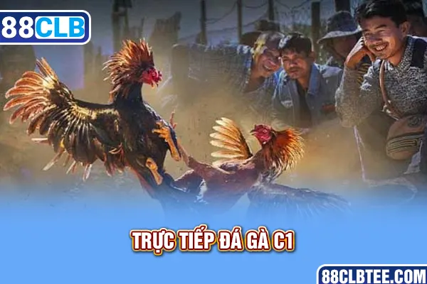 trực tiếp đá gà c1