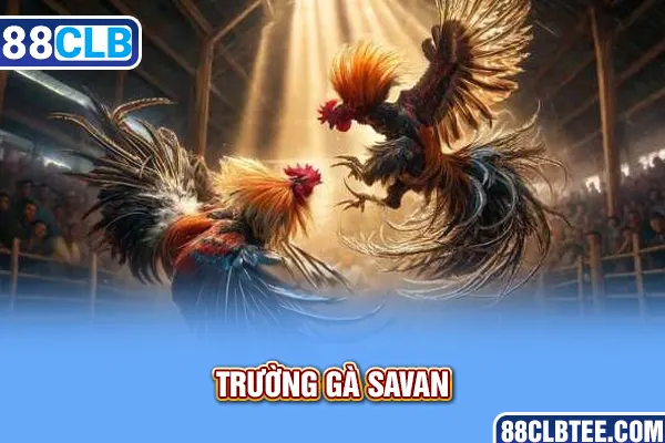 trường gà savan