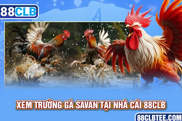 Xem trường gà Savan tại nhà cái 88clb